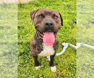 American Pit Bull Terrier Dogs for adoption in Sacramento, CA, USA