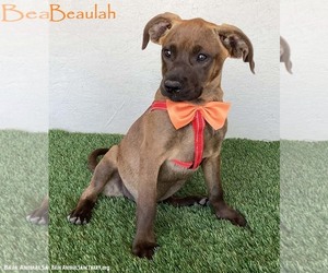 Boxador Dogs for adoption in San Diego, CA, USA