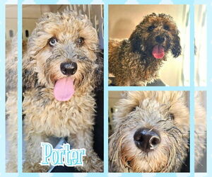 Cockapoo Dogs for adoption in Blacksburg, SC, USA