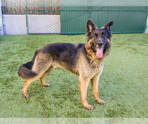 German Shepherd Dog Dogs for adoption in Pasadena, CA, USA