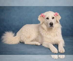 Great Pyrenees Dogs for adoption in Denver , CO, USA