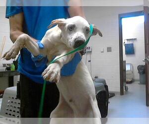 Siberian Husky-Unknown Mix Dogs for adoption in Fayetteville, NC, USA