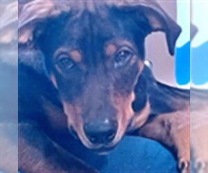 Rottweiler-Unknown Mix Dogs for adoption in Louisville, KY, USA