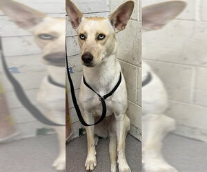 Gerberian Shepsky Dogs for adoption in San Bernardino, CA, USA