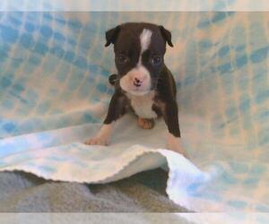 American Pit Bull Terrier Dogs for adoption in Sacramento, CA, USA