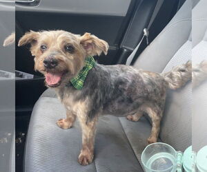 Mutt Dogs for adoption in St. Cloud, MN, USA