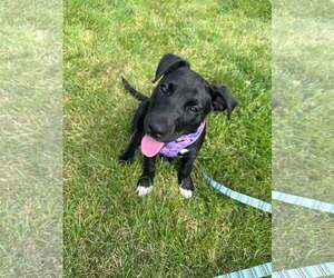 Mutt Dogs for adoption in Waterloo, IA, USA