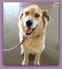 Australian Retriever Dogs for adoption in Pampa, TX, USA