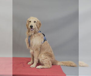 Golden Retriever-Unknown Mix Dogs for adoption in Princeton, MN, USA