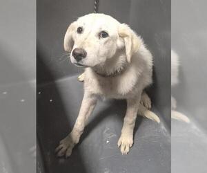 Great Pyrenees Dogs for adoption in Bakersfield, CA, USA