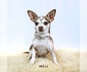 Chihuahua Dogs for adoption in Hot Springs Village, AR, USA