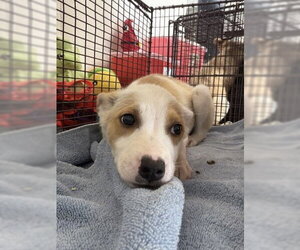 German Shepherd Dog-Unknown Mix Dogs for adoption in San Bernardino, CA, USA
