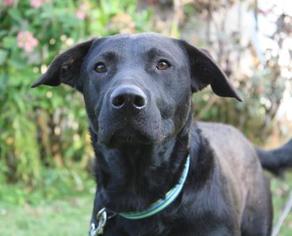 Labrador Retriever Dogs for adoption in Menominee, MI, USA