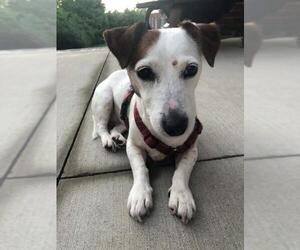 Jack Russell Terrier Dogs for adoption in Cincinnati, OH, USA