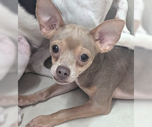 Chihuahua Dogs for adoption in Oakland Park, FL, USA