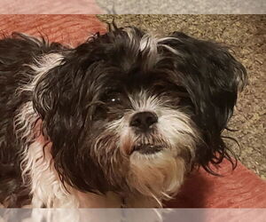 Zuchon Dogs for adoption in Cookeville, TN, USA