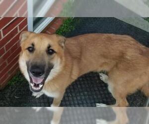 Golden Shepherd Dogs for adoption in Coppell, TX, USA