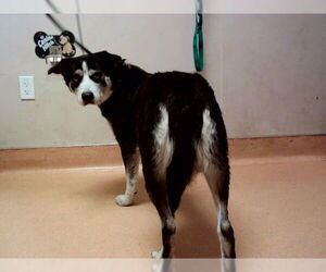 German Shepherd Dog-Unknown Mix Dogs for adoption in Martinez, CA, USA