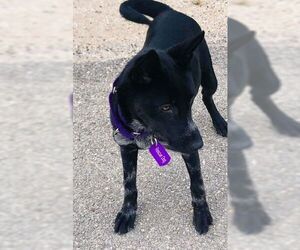 Australian Kelpie-Unknown Mix Dogs for adoption in Pleasanton, TX, USA