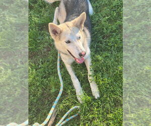 Huskies -Unknown Mix Dogs for adoption in New Orleans, LA, USA