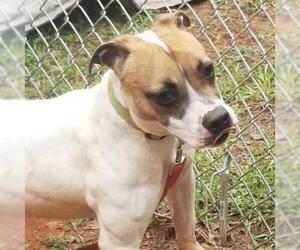 American Bulldog-Unknown Mix Dogs for adoption in Hamilton, GA, USA