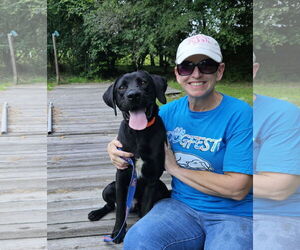 Mutt Dogs for adoption in Thomasville, NC, USA