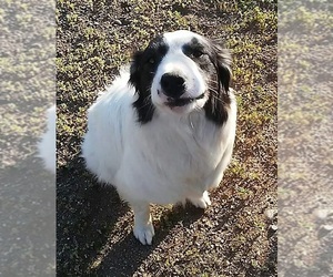 Border Collie Dogs for adoption in Chinook, MT, USA