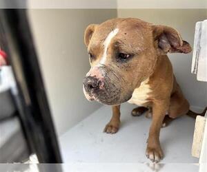 American Pit Bull Terrier Dogs for adoption in Houston, TX, USA