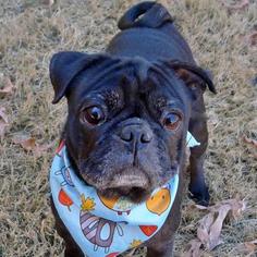 Pug Dogs for adoption in Helena, AL, USA