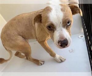 Staffordshire Bull Terrier-Unknown Mix Dogs for adoption in Houston, TX, USA