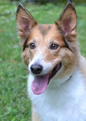 Small Collie Mix