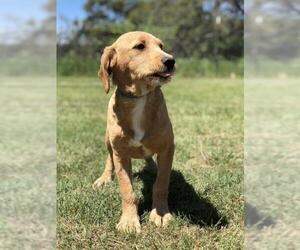 Basset Retriever Dogs for adoption in Austin, TX, USA