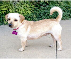 Chiweenie Dogs for adoption in Corona, CA, USA