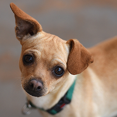 Chihuahua Dogs for adoption in Kanab, UT, USA