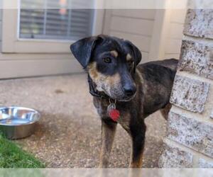 Catahoula Leopard Dog-Coonhound Mix Dogs for adoption in Dallas, TX, USA