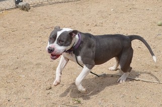 American Staffordshire Terrier Dogs for adoption in La Quinta, CA, USA
