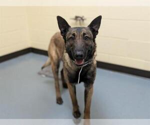 Mutt Dogs for adoption in Denver, CO, USA