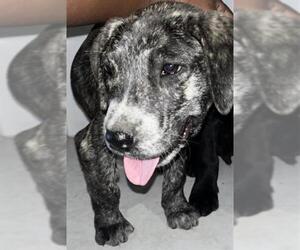 Bernese Mountain Dog Dogs for adoption in Houston, TX, USA