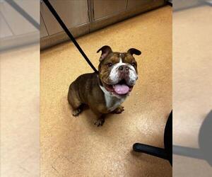 American Pit Bull Terrier-Bulldog Mix Dogs for adoption in Martinez, CA, USA