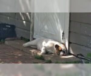 Medium Photo #2 Bulldog Puppy For Sale in Dallas, TX, USA