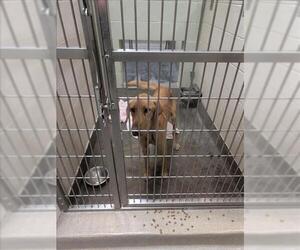 Labrador Retriever Dogs for adoption in Upland, CA, USA