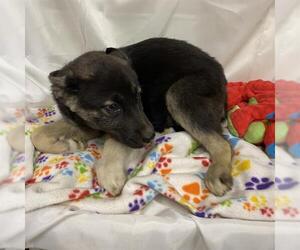 German Shepherd Dog-Unknown Mix Dogs for adoption in Modesto, CA, USA