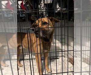 German Shepherd Dog-Unknown Mix Dogs for adoption in Ogden, UT, USA