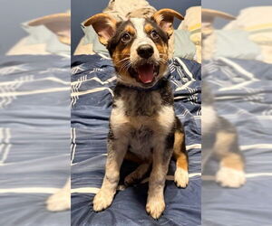 Australian Shepherd-Unknown Mix Dogs for adoption in Genesee, WI, USA