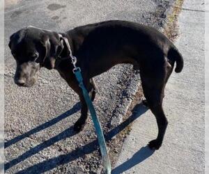 German Shorthaired Pointer Dogs for adoption in HESPERIA, CA, USA