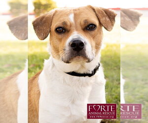 French Bulldog Dogs for adoption in Marina del Rey, CA, USA