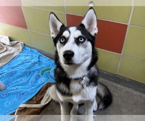 Siberian Husky Dogs for adoption in Redwood City, CA, USA
