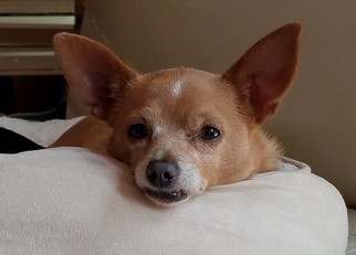 Chi-Corgi Dogs for adoption in Mobile, AL, USA