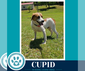 Beagle-Unknown Mix Dogs for adoption in Kimberton, PA, USA