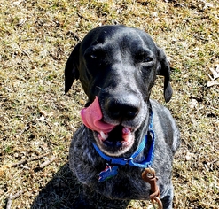 German Shorthaired Pointer Dogs for adoption in Minneapolis, MN, USA
